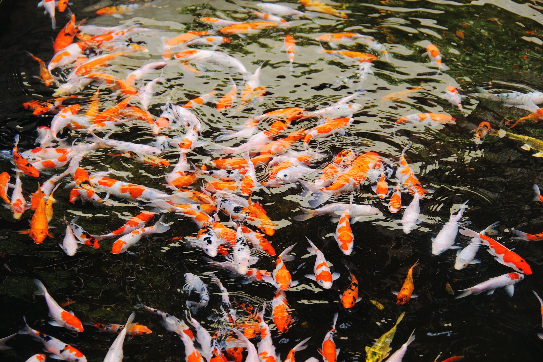 school of koi fish on water